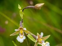 Sumpf-Ständelwurz Orchidee